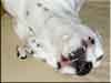 Dalmatians Rule!