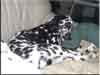 Dalmatians Rule!