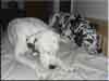 Dalmatians Rule!