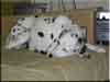 Dalmatians Rule!