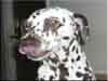 Dalmatians Rule!