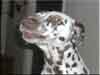 Dalmatians Rule!