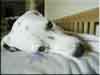 Dalmatians Rule!
