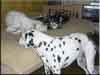 Dalmatians Rule!