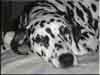 Dalmatians Rule!