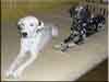 Dalmatians Rule!