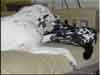 Dalmatians Rule!