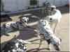 Dalmatians Rule!