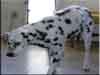 Dalmatians Rule!