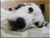 Dalmatians Rule!