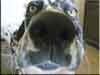 Dalmatians Rule!