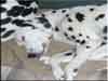 Dalmatians Rule!