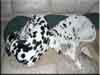 Dalmatians Rule!