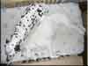 Dalmatians Rule!