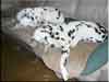 Dalmatians Rule!