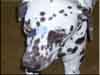 Dalmatians Rule!