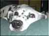 Dalmatians Rule!