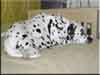Dalmatians Rule!