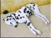 Dalmatians Rule!