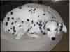Dalmatians Rule!