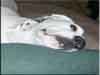 Dalmatians Rule!