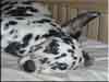 Dalmatians Rule!