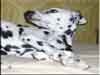 Dalmatians Rule!