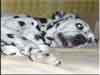 Dalmatians Rule!