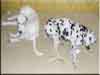 Dalmatians Rule!
