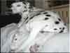 Dalmatians Rule!