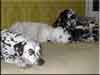 Dalmatians Rule!