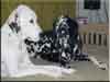 Dalmatians Rule!