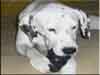 Dalmatians Rule!