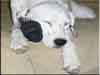 Dalmatians Rule!