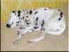 Dalmatians Rule!