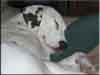 Dalmatians Rule!