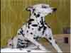 Dalmatians Rule!