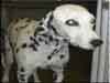 Dalmatians Rule!