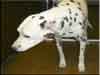 Dalmatians Rule!