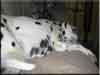 Dalmatians Rule!