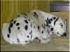 Dalmatians Rule!