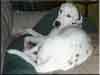Dalmatians Rule!