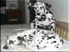 Dalmatians Rule!