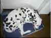 Dalmatians Rule!