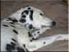 Dalmatians Rule!