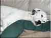 Dalmatians Rule!