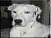 Dalmatians Rule!