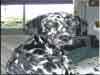 Dalmatians Rule!