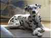 Dalmatians Rule!