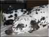 Dalmatians Rule!